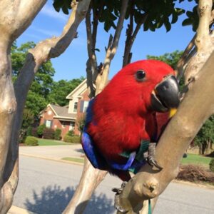 Beautiful Female Solomon Island Eclectus