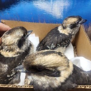 Baby Toucans For Sale