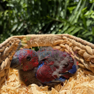 Baby Solomon Island Eclectus