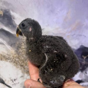 Baby Female Solomon Island Eclectus