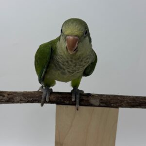 Baby Green Quaker Parrot