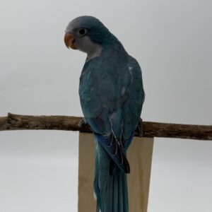 Blue Baby Quarker Parrot