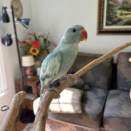 Indian Ringneck Parakeet for sale - Plumas Exoticas