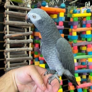 African Grey Timneh Parrot