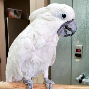 Great White Cockatoo