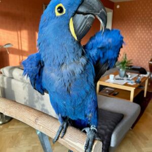 Hyacinth Macaw For Sale