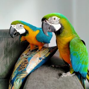 BONDED PAIR MACAW FOR SALE