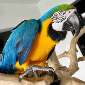 Buy Blue and Gold Macaw Online