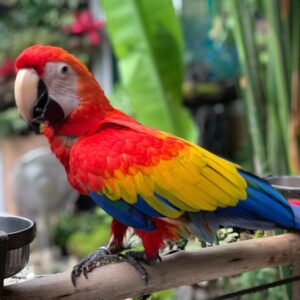 AMELIA FEMALE SCARLET MACAW FOR SALE
