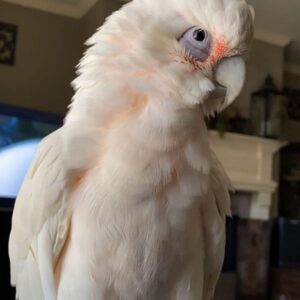 Bare-Eyed Cockatoos
