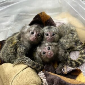 🐒 White-Tufted Common Marmoset (Callithrix jacchus)