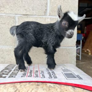 🐐 Pygmy Goat (Male)