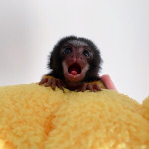 🐒 Cotton-Top Tamarin (Female)
(Saguinus oedipus)