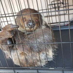 🦥 Linnaeus’s Two-Toed Sloth (Female) (Choloepus didactylus)