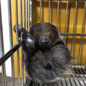 🦥 Linnaeus’s Two-Toed Sloth (Male) (Choloepus didactylus)