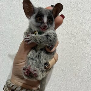 🐒 Bush Baby (Galago)