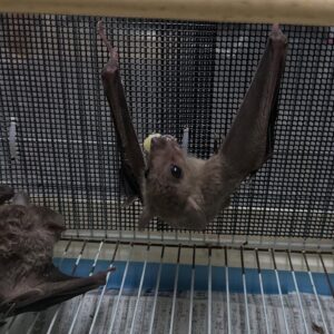 Egyptian fruit bat (Rousettus aegyptiacus)🦇🌿