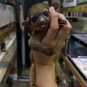 Female Kinkajou (Potos flavus)