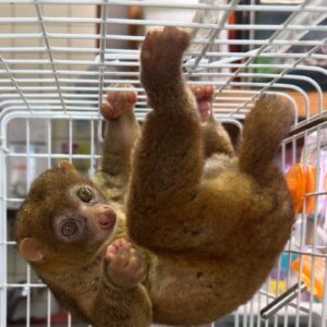 Female Potto (Perodicticus potto)
