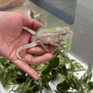 🌿🦎Panther Chameleons (Furcifer pardalis)