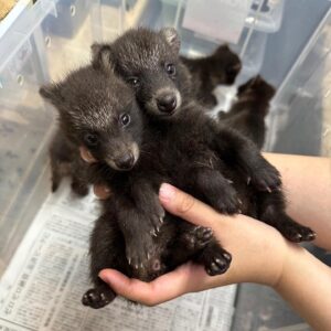 🐕🌿Bush dogs (Speothos venaticus)