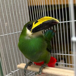 🐦🌿Northern Emerald-Toucanet (Aulacorhynchus prasinus).