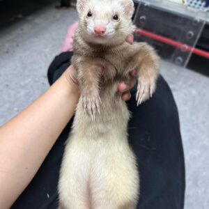 🐾Ferret( Mustela putorius furo)