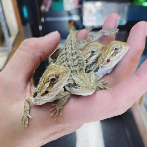 🦎 Bearded Dragon – Baby
(Pogona vitticeps)