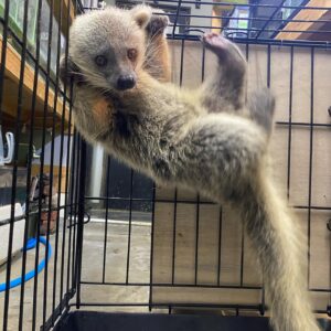 🐻🐱 Binturong (Bearcat)