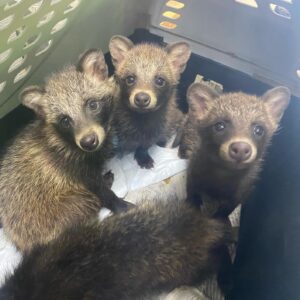 🦝 Raccoon Dogs (Tanuki) – Babies
