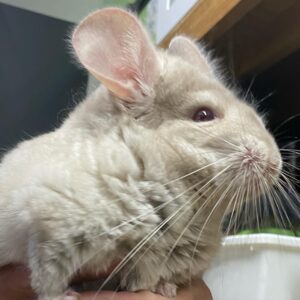 🐭Long-tailed Chinchilla  (Chinchilla lanigera)