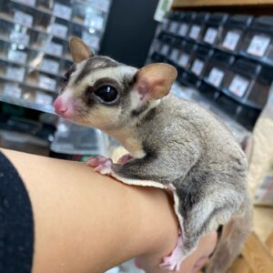 🐿️ Sugar Glider (Petaurus breviceps)