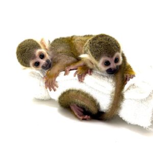 🐒Common Squirrel Monkey (Saimiri sciureus ) Males and Females